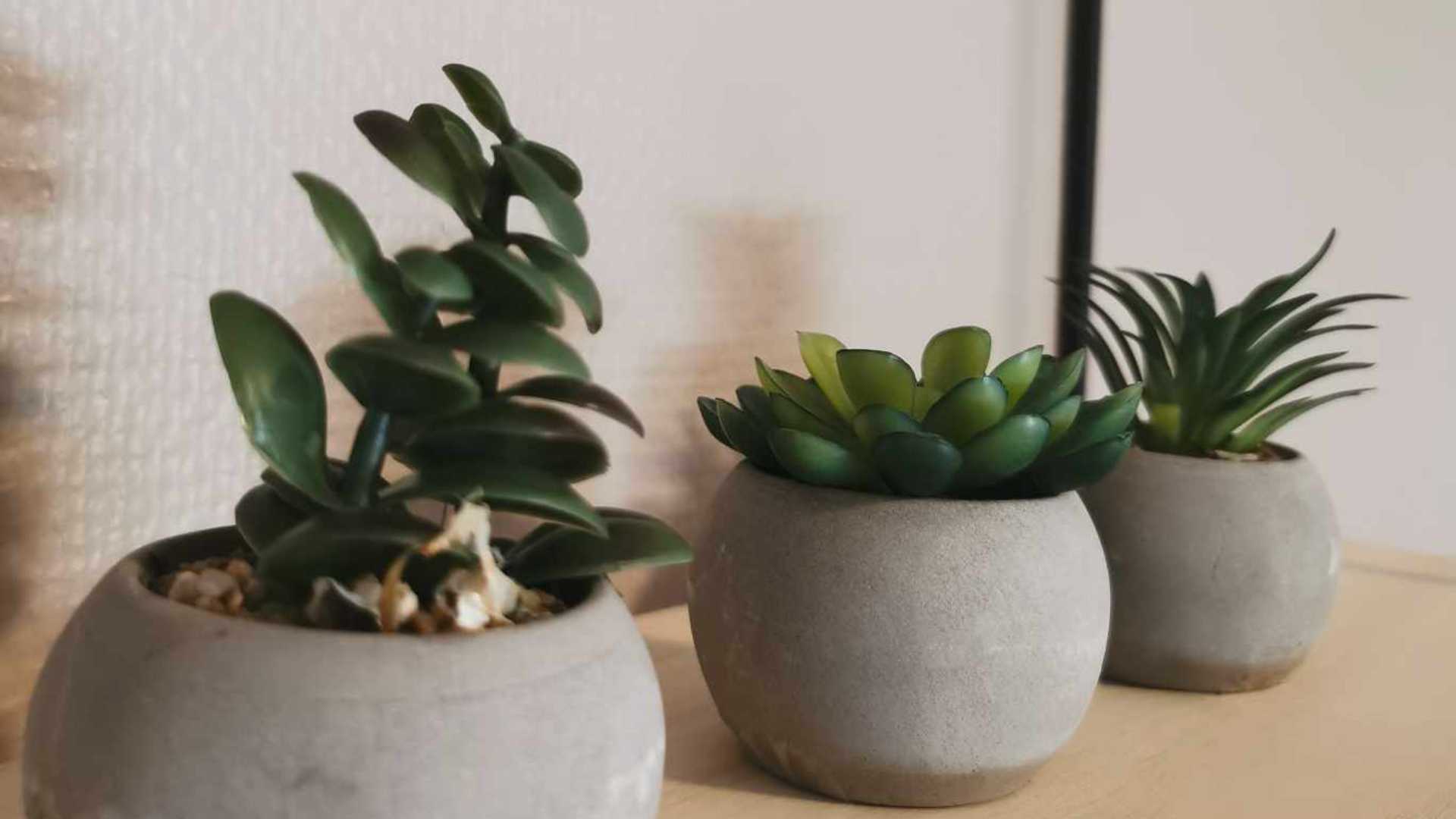 Tre små potteplanter med sukkulenter på en hylle.