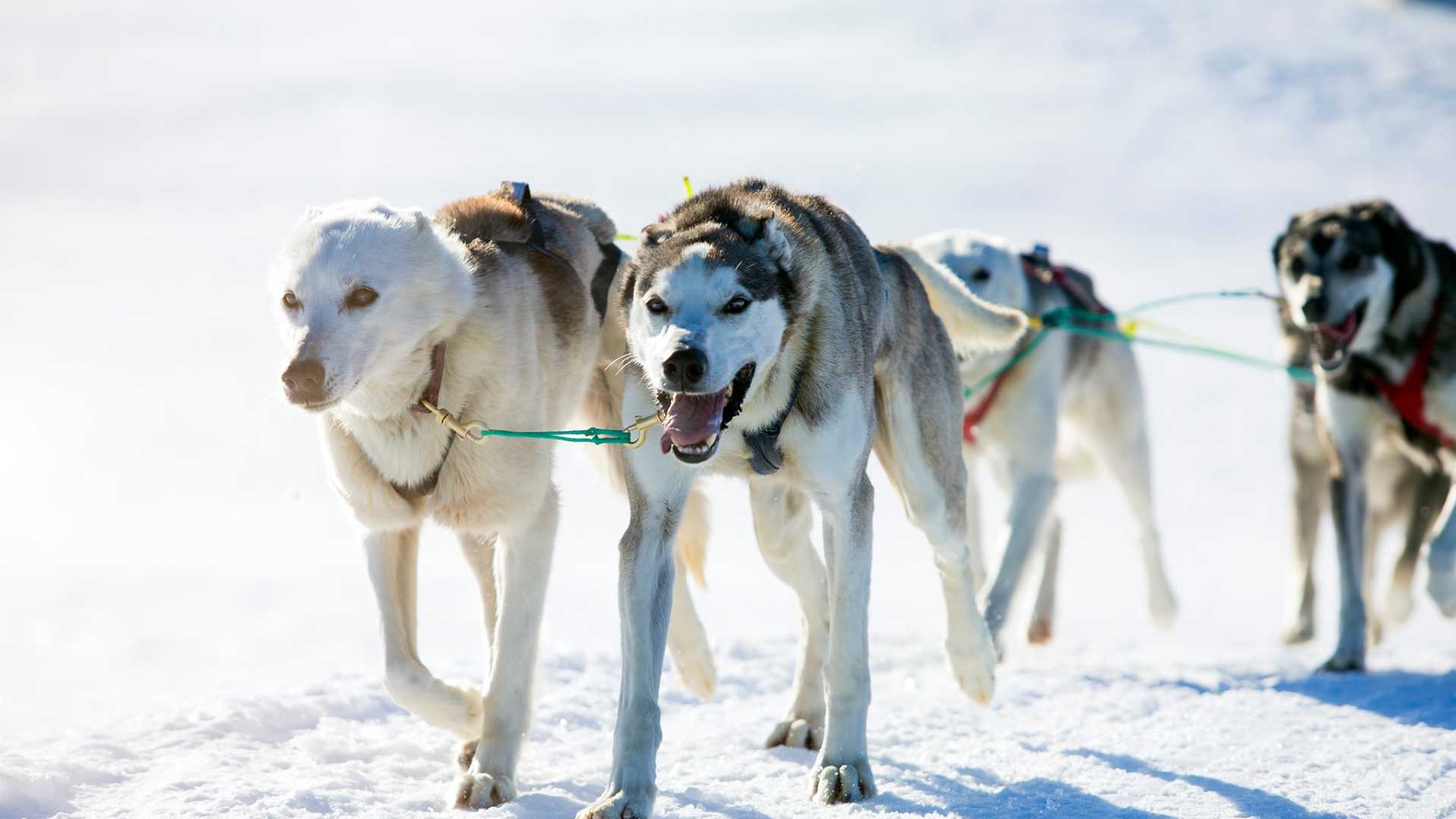 Sledehunder i snødekt landskap som drar slede, energiske og fokusert på oppgaven.