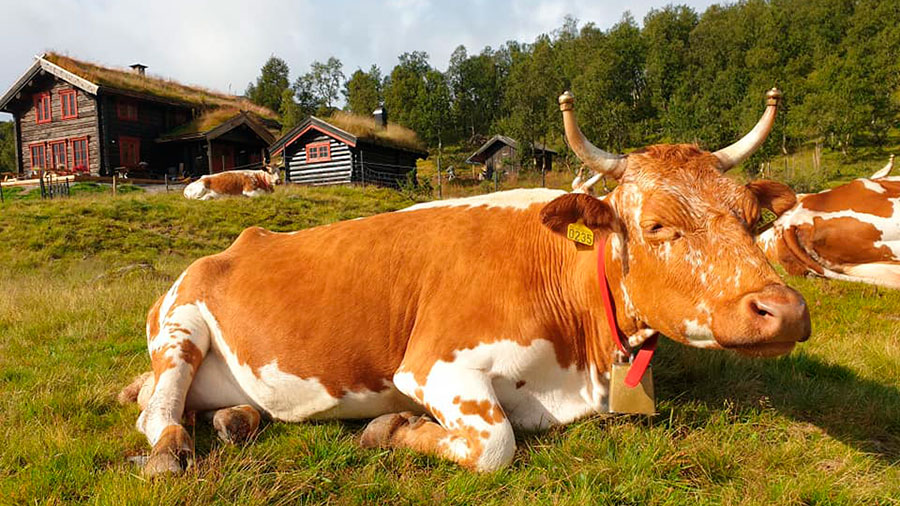 Ku som ligger på en eng foran en tradisjonell norsk gård med torvtak, omgitt av skog og grønne åser.