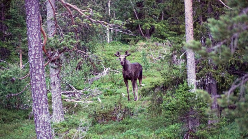 Elg i skogen omringet av trær, naturlig norsk villmark.