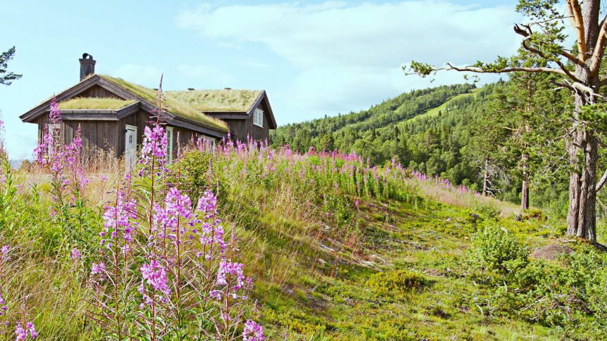 Hytte med torvtak omgitt av rosa blomster i norsk naturlandskap.
