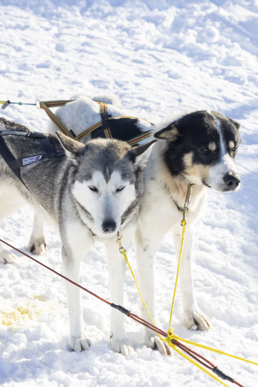 To sledehunder i snøen, klare for hundekjøring.
