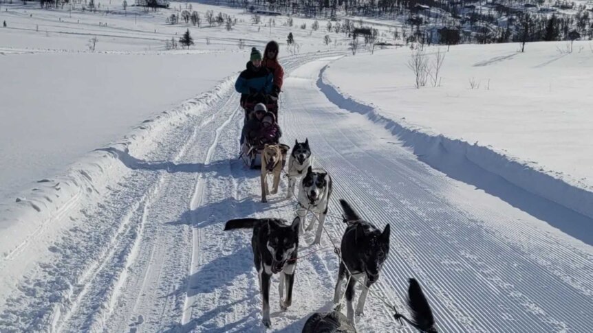 Hundekjøring i norsk vinterlandskap med slede på snødekt vei. Klare blå himler og vakker natur.