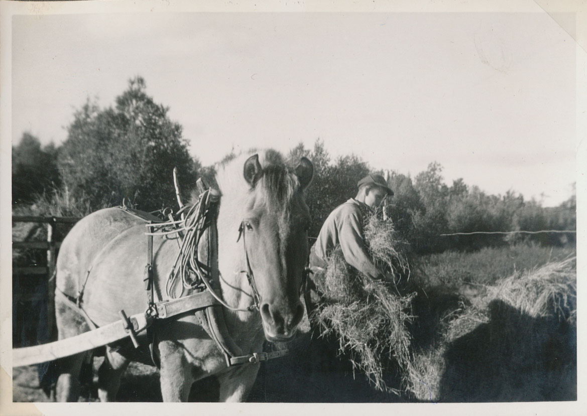Gammeldags høsting med hest og mann som bærer høy i natur, svart-hvitt bilde.