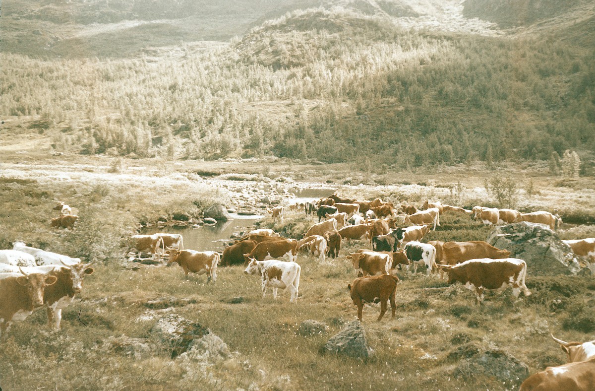Ku-flokk som beiter i frodig fjellandskap ved en elv, omringet av skog.