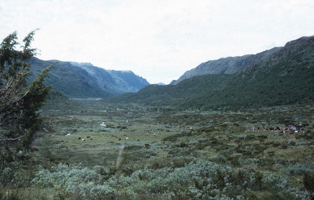 Fjellandskap i Norge med dal, grønne vidder og en flokk med kyr. Spektakulær norsk natur omringet av fjell.