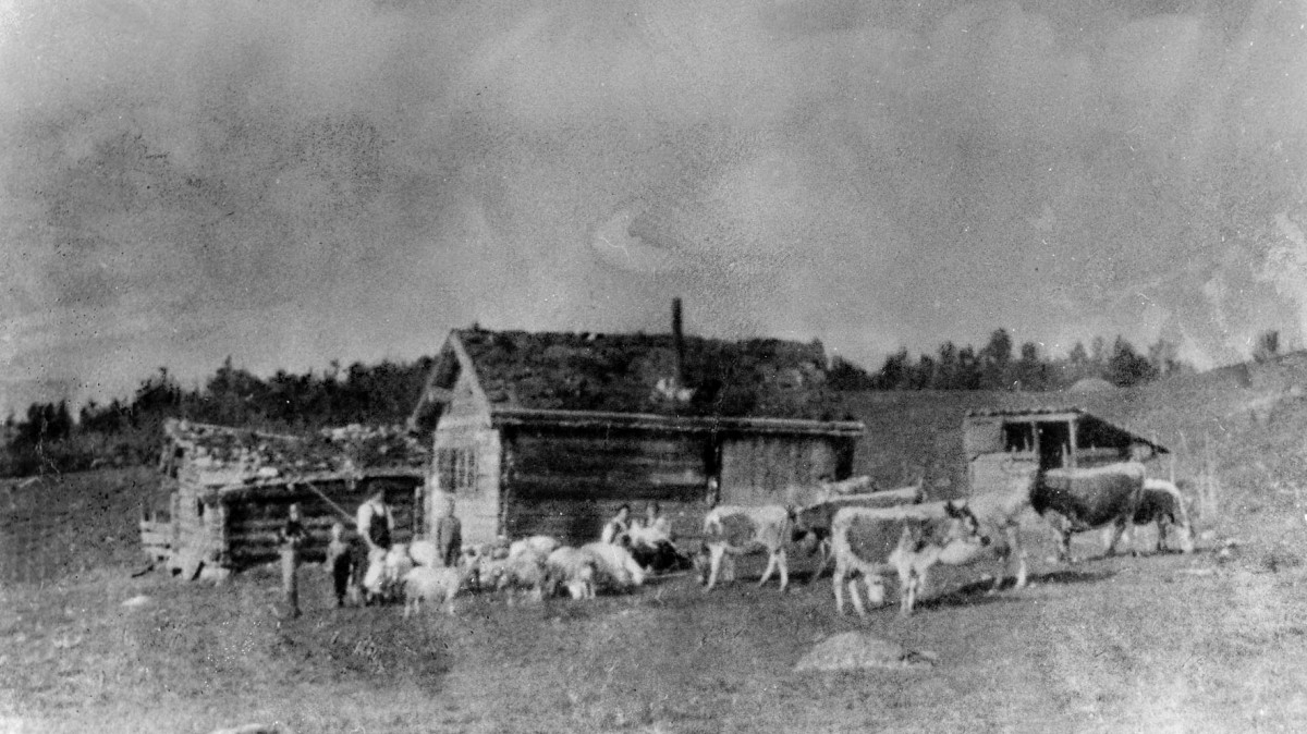 Gammelt gårdshus med gjetere og husdyr på en åpen mark, omringet av skog i bakgrunnen, historisk foto.