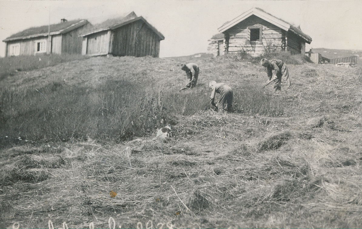 Gammel norsk scene: Folk luker gress ved tradisjonelle trehus på landsbygda, tidlig 1900-tall.