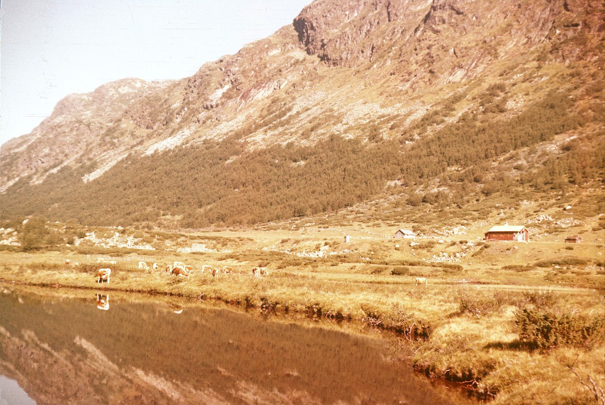 Idyllisk norsk dal med fjell, elv og kyr på beite i solfylt landskap. Perfekt for naturopplevelser og ro.