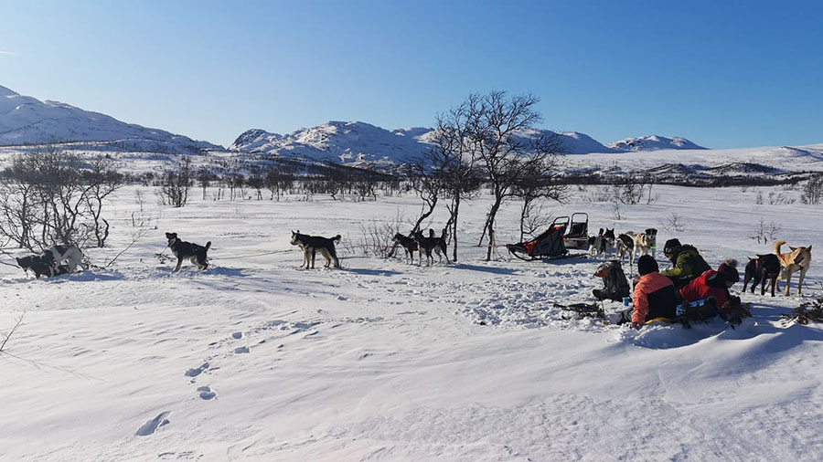 Hundespann på snødekt landskap i fjellområde, klart og solfylt vær.