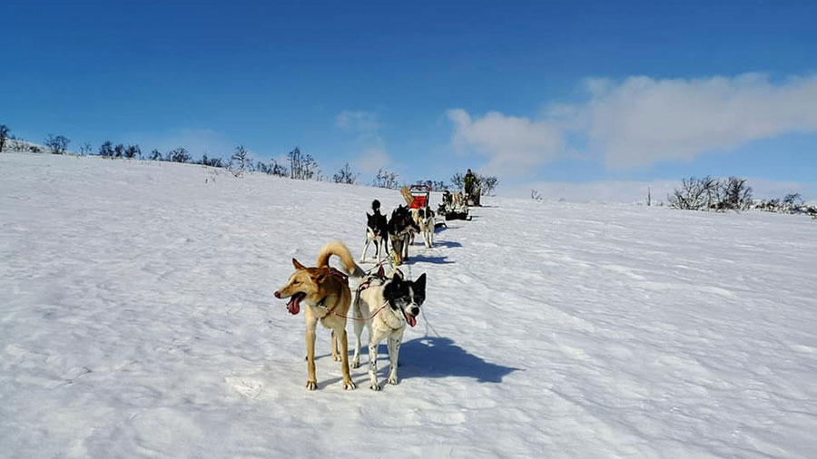 Hundekjøring på snødekt landskap under klar blå himmel, med en slede trukket av flere energiske hunder.