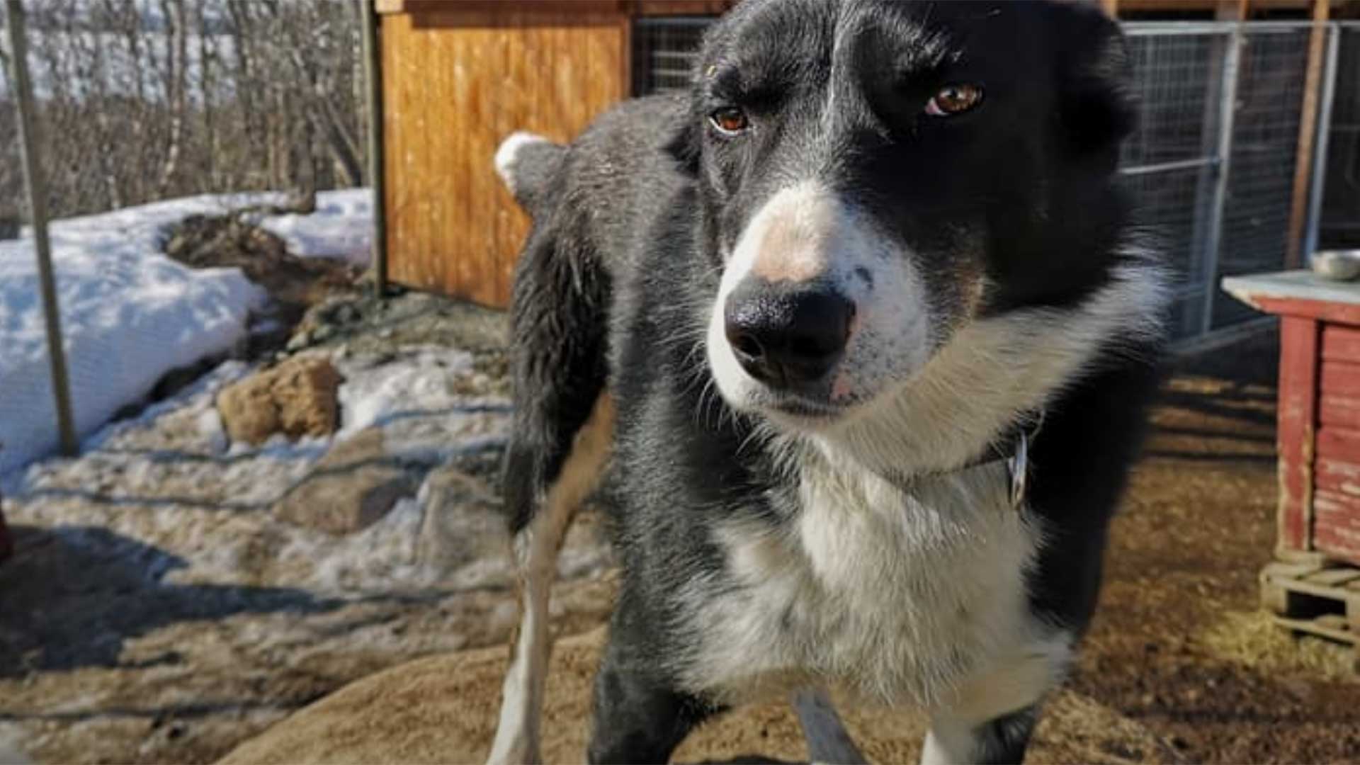 Svart og hvit hund står ute på snødekt gårdsplass foran en trebygning.