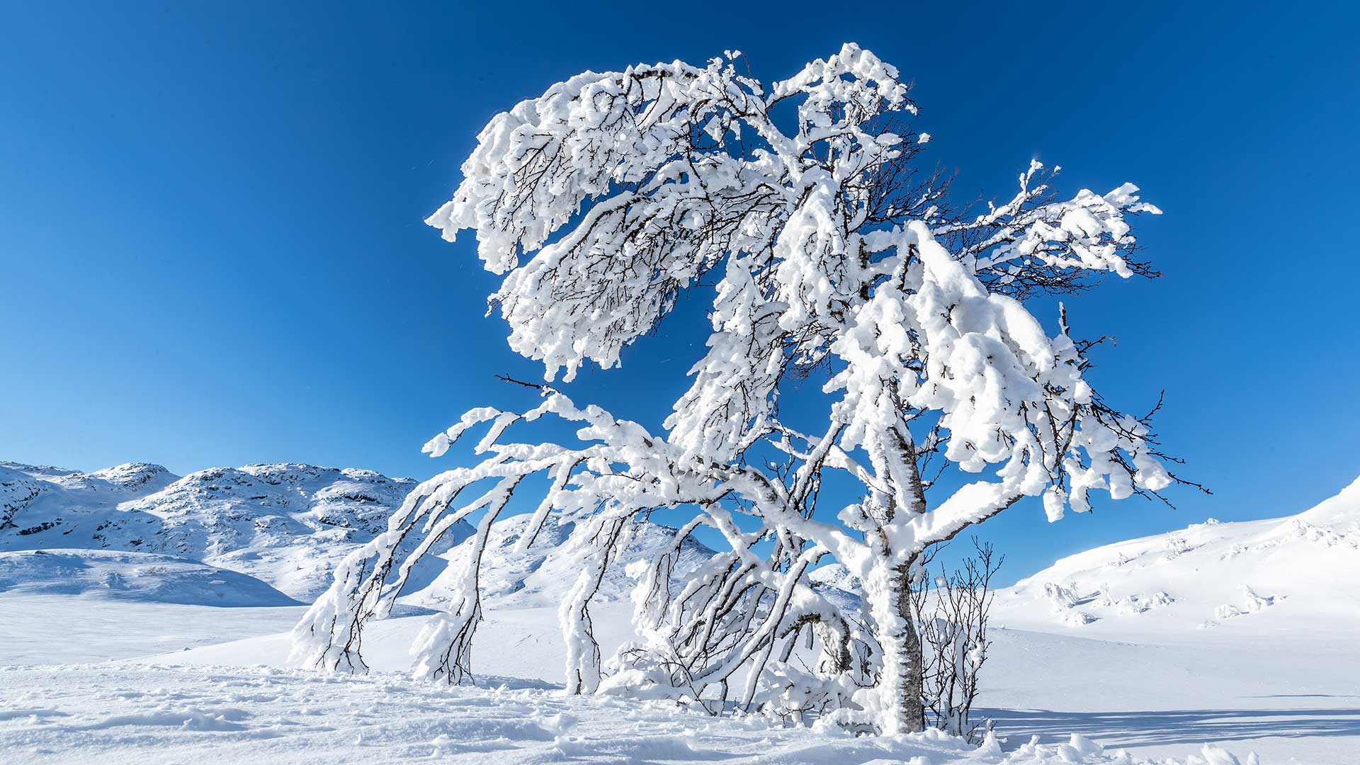 Snødekt tre i vinterlandskap med klare blå himmel og fjell, perfekt for naturopplevelser i Norge.