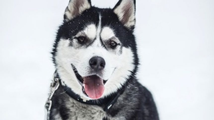 Svart-hvit husky med rosa tunge står i snøen, ser direkte i kameraet.