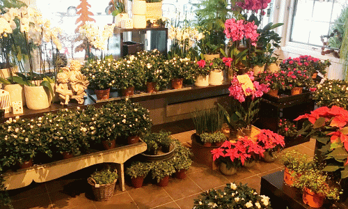Blomsterbutikk med fargerike orkideer og julestjerner. Koselig interiør fylt med potteplanter og dekor.