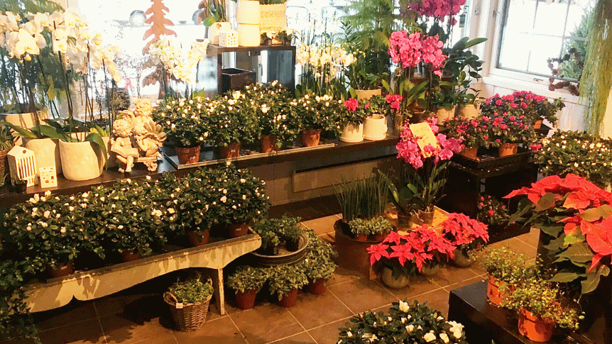 Blomsterbutikk med fargerike orkideer og julestjerner. Koselig interiør fylt med potteplanter og dekor.