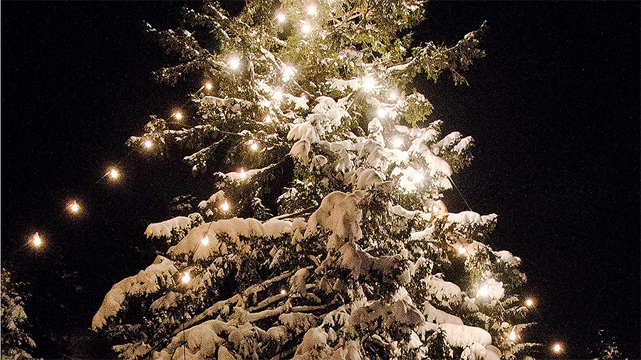 Snødekt juletre med lys som lyser opp kvelden. Vinterstemning og julestemning i mørket.