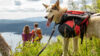 Tur i vakker natur med en hund i forgrunnen og to mennesker som ser ut over en innsjø.