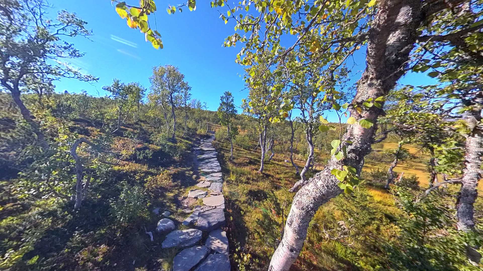 Steinlagte sti gjennom en grønn skog i fjellandskap under en klar, blå himmel.