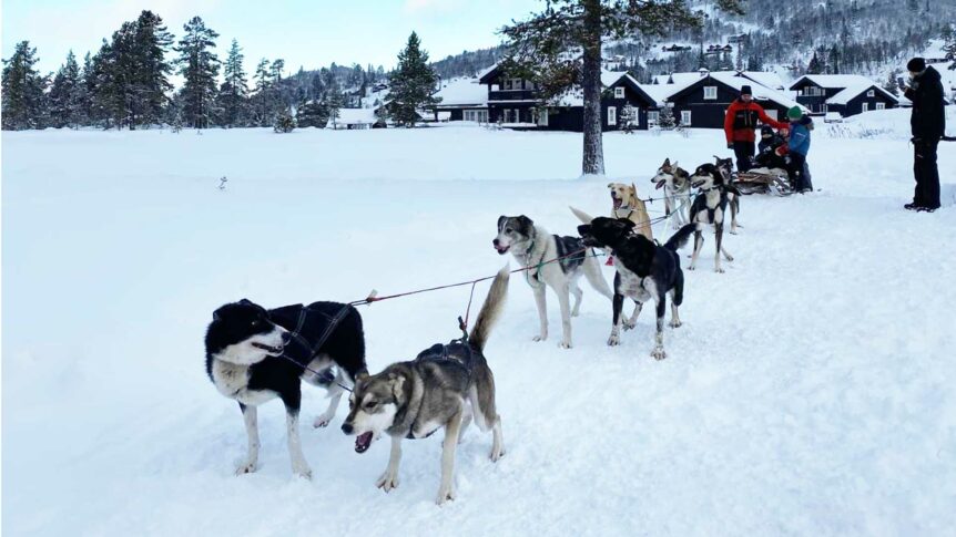 Hundekjøring i snødekt landskap med hytter i bakgrunnen, Norge.