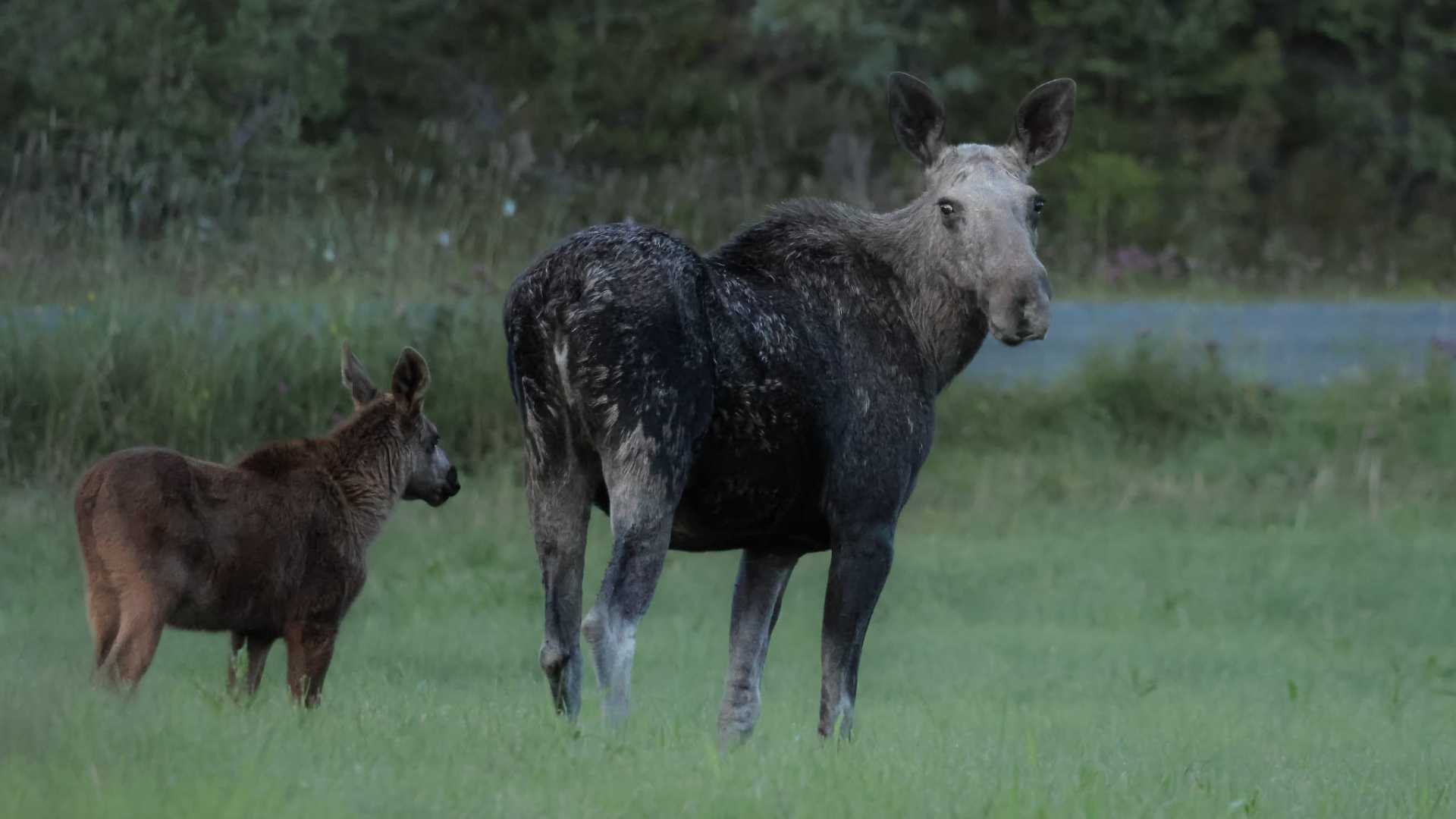 Elg med kalv som beiter i en grønn eng ved skogkanten. Naturlig norsk dyreliv om sommeren.