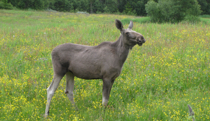 Elg i en blomstereng med skog i bakgrunnen, sommerdag i Norge.