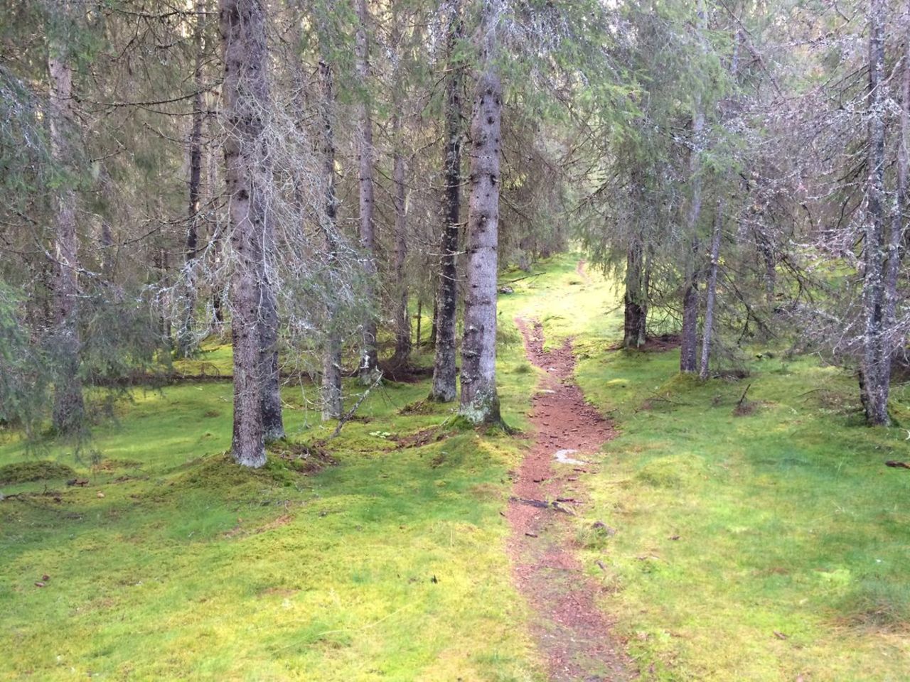 Sti gjennom grønn skog med mosekledde trær og mykt sollys. Naturlig norsk skoglandskap.