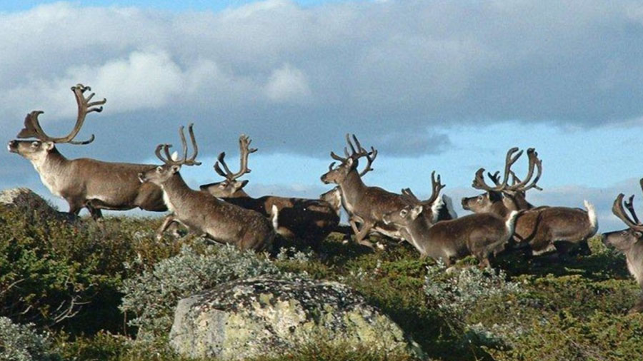 Flokk med reinsdyr løper fritt i norsk natur under en blå himmel.