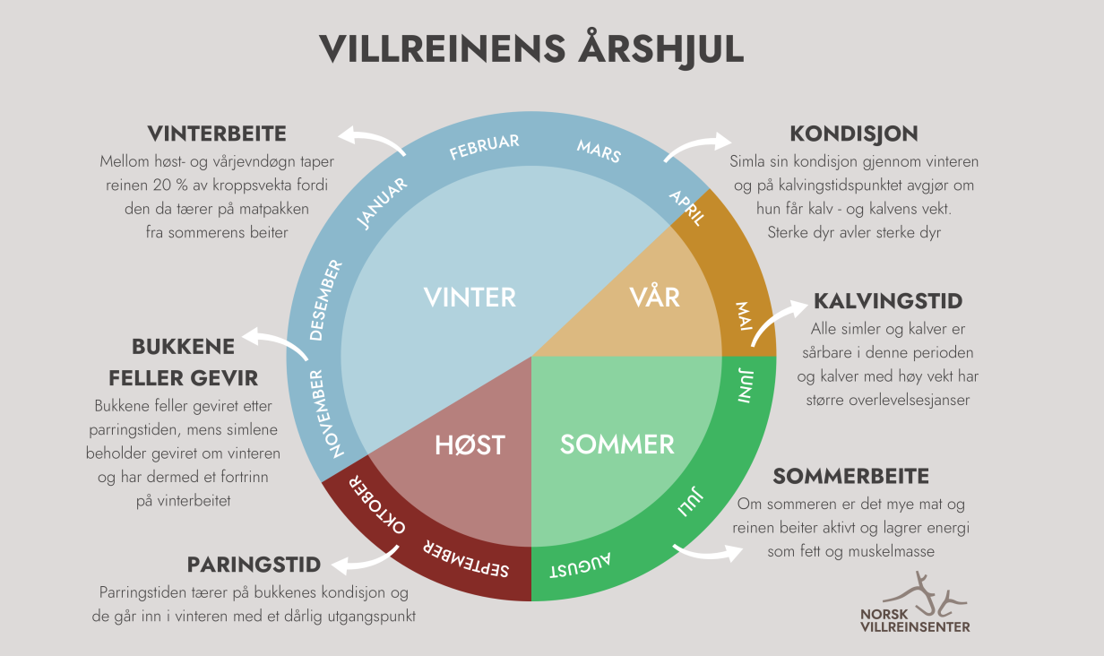 Villreinens årshjul: oversikt over sesonger med fokus på kalving, paring, kosthold og vekttap hos villrein.