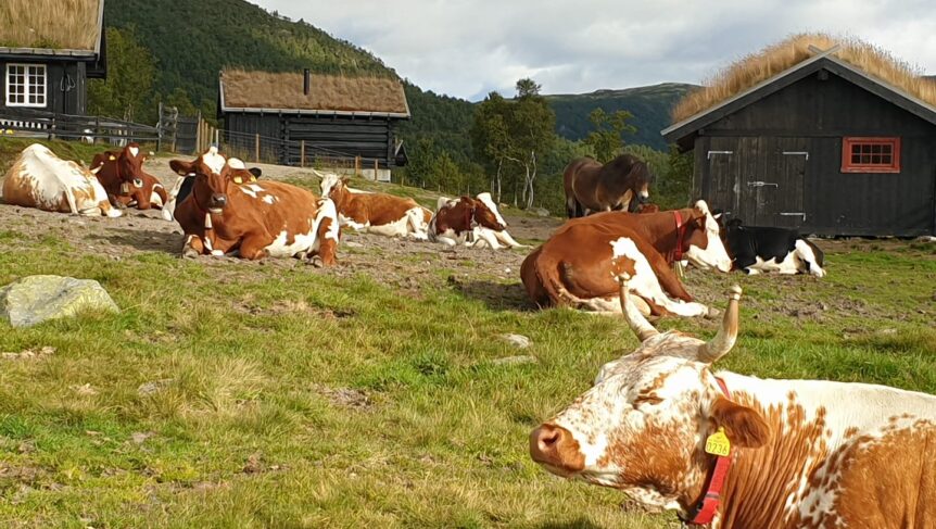 Ku på beite foran tradisjonelle norske gårdsbygninger i et naturskjønt landskap.