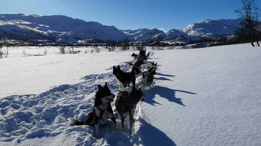 Hundekjøring i et vinterlandskap med snødekte fjell i bakgrunnen. Klar blå himmel og solrik dag.